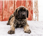 Small #4 Mastiff
