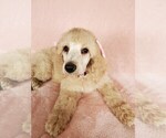 Small Photo #11 Poodle (Standard) Puppy For Sale in TAMPA, FL, USA