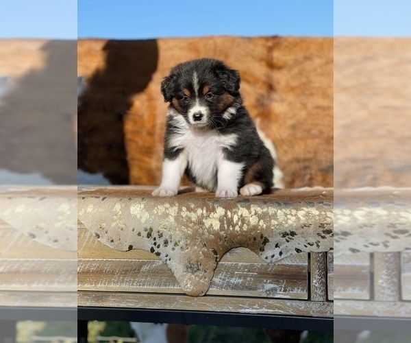 Medium Photo #10 Australian Shepherd Puppy For Sale in WESLEY CHAPEL, FL, USA