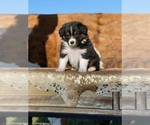 Small Photo #10 Australian Shepherd Puppy For Sale in WESLEY CHAPEL, FL, USA
