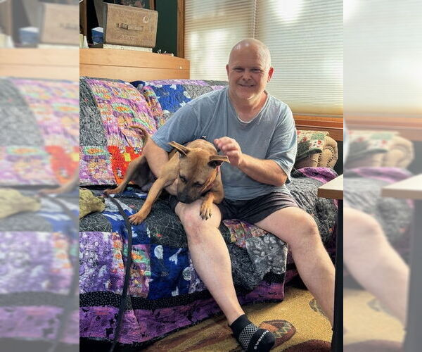 Medium Photo #15 American Pit Bull Terrier-Unknown Mix Puppy For Sale in Princeton, MN, USA