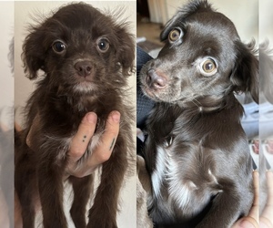 Chihuahua-Cocker Spaniel Mix Puppy for Sale in LOS ANGELES, California USA