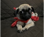 Small Photo #4 Pug Puppy For Sale in HOUSTON, TX, USA