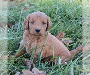 Goldendoodle Puppy for sale in CHAMBERSBURG, PA, USA