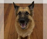 Small #8 German Shepherd Dog