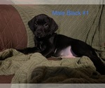 Small Photo #8 Labrador Retriever Puppy For Sale in SLIDELL, LA, USA