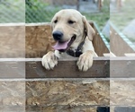 Small Photo #9 Labrador Retriever Puppy For Sale in PUYALLUP, WA, USA