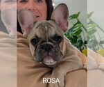 Small Photo #2 French Bulldog Puppy For Sale in MCKINLEYVILLE, CA, USA