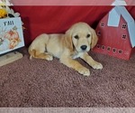 Small #5 Golden Retriever