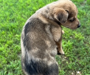 Miniature Australian Shepherd-Texas Heeler Mix Puppy for sale in WACO, TX, USA