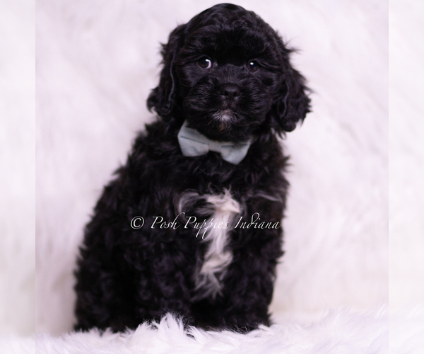 Medium Photo #89 Cavapoo (Miniature) Puppy For Sale in WARSAW, IN, USA