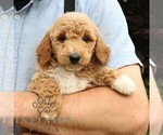 Small #4 Goldendoodle (Miniature)