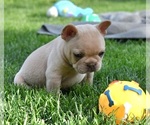 Small #1 French Bulldog