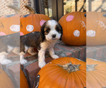 Puppy Coyote Cocker Spaniel