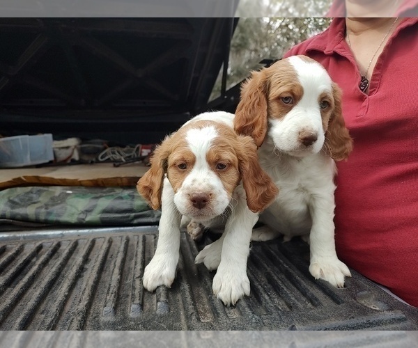 Medium Photo #4 Brittany Puppy For Sale in FORT MC COY, FL, USA