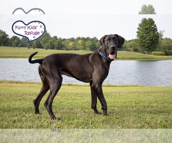 Medium Photo #2 Great Dane Puppy For Sale in Lee's Summit, MO, USA