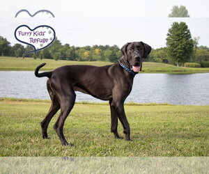 Tank - Male Great Dane Dog for Adoption - Photo #2