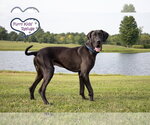 Small #1 Great Dane