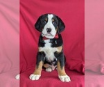Small Photo #1 Greater Swiss Mountain Dog Puppy For Sale in CHRISTIANA, PA, USA