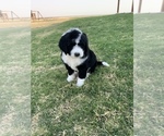 Small Photo #7 Sheepadoodle Puppy For Sale in CANYON, TX, USA