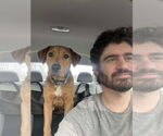 Small #3 American Staffordshire Terrier Mix