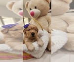 Small Photo #20 Golden Retriever Puppy For Sale in ORLANDO, FL, USA
