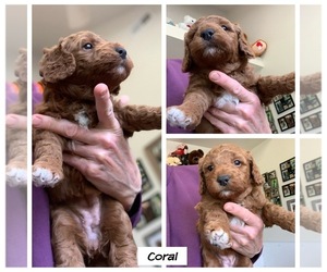 Goldendoodle Puppy for sale in CO BLUFFS, IA, USA