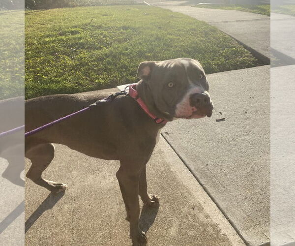Medium Photo #6 American Staffordshire Terrier Puppy For Sale in Oakley , CA, USA