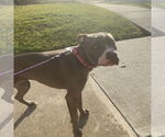 Small #5 American Staffordshire Terrier