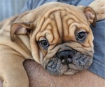 Puppy Fred Bulldog