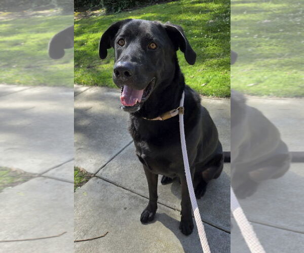 Medium Photo #4 Labrador Retriever-Unknown Mix Puppy For Sale in Newport Beach, CA, USA