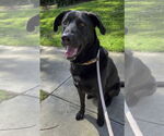 Small #3 Labrador Retriever Mix