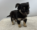Small Photo #11 Chorkie Puppy For Sale in SAINT AUGUSTINE, FL, USA