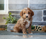 Small #1 Goldendoodle (Miniature)