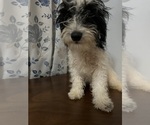 Small #30 Cavapoo-Poodle (Miniature) Mix