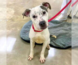 Pointer-Unknown Mix Dogs for adoption in Alexander, AR, USA