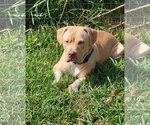 Small #15 American Pit Bull Terrier-American Staffordshire Terrier Mix