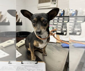 Chihuahua Dogs for adoption in San Andreas, CA, USA