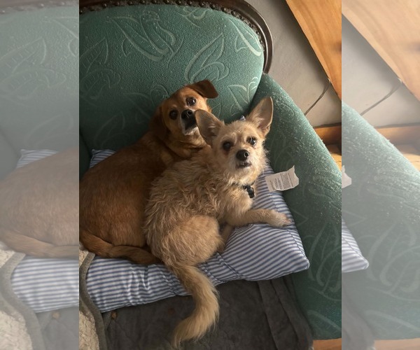 Medium Photo #1 Mutt Puppy For Sale in Middlesex, VT, USA