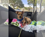 Small #2 Chihuahua Mix