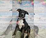 Small #5 German Shepherd Dog Mix