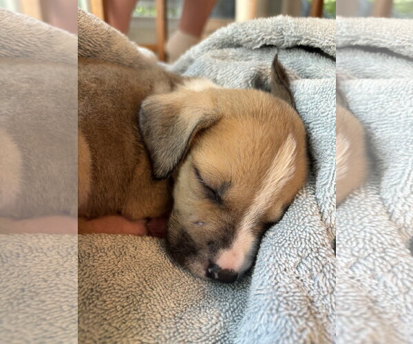 Medium Photo #5 American Pit Bull Terrier-Black Mouth Cur Mix Puppy For Sale in Holly Springs, NC, USA