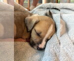 Small #4 American Pit Bull Terrier-Black Mouth Cur Mix