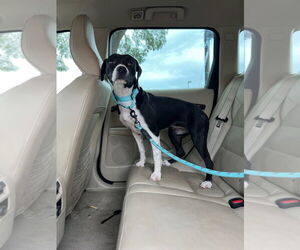 Labrador Retriever-Staffordshire Bull Terrier Mix Dogs for adoption in Woodland Hills, CA, USA