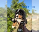 Image preview for Ad Listing. Nickname: Eddard