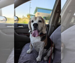Turbo - Male Beagle Dog for Adoption - Photo #2