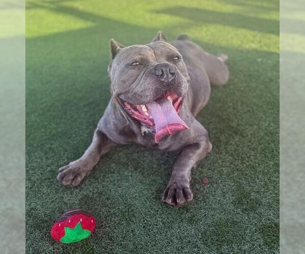 Medium Photo #2 American Pit Bull Terrier Puppy For Sale in Camarillo, CA, USA