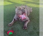 Small #1 American Pit Bull Terrier