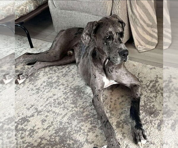 Medium Photo #3 Great Dane Puppy For Sale in Bullard, TX, USA