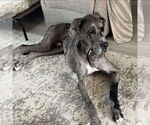 Small #2 Great Dane